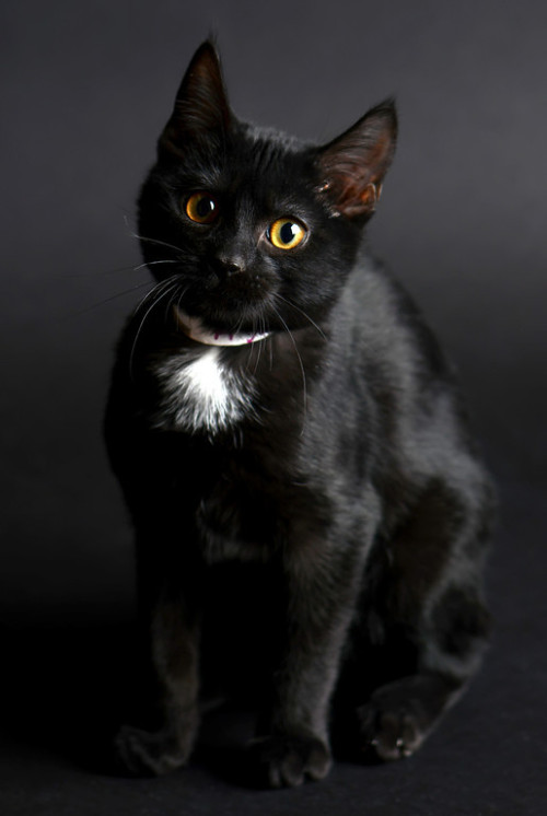 It looks like a little ruffled bib on its neck. Dapper. (via Furrtographer)