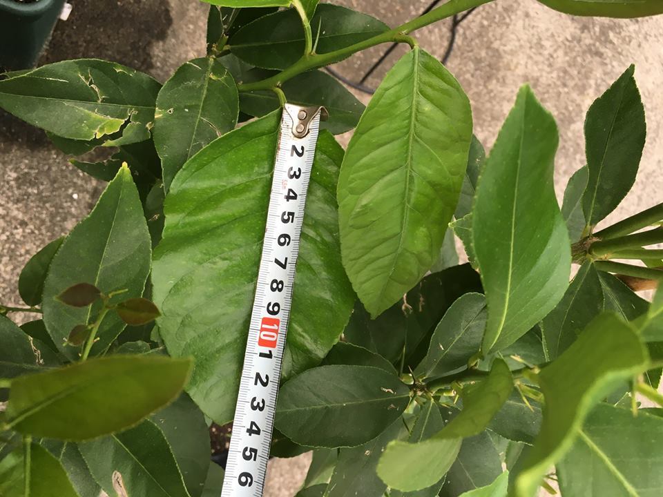 花ひろばオンラインの植物管理のウンチク まだ花芽無いレモンですが葉っぱが大きくなってきました 手のひら位の大きさ これって異常