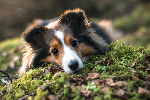 clickerhappiness:; From todays walk