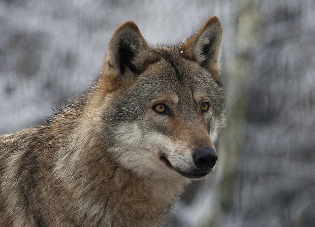 wolveswolves:  By   	pe_ha45 	  	 						 			     