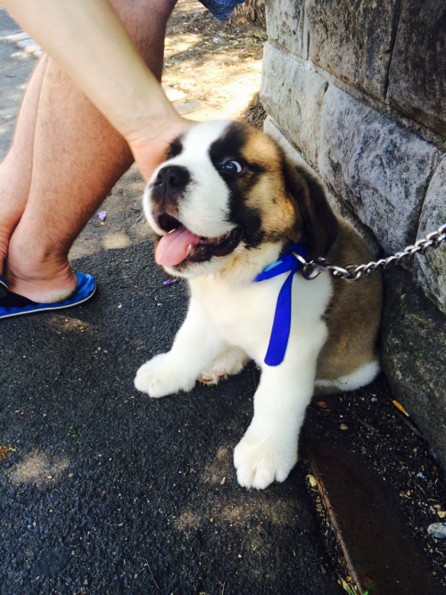 gleeson666:  I met a Saint Bernard puppy today and he was the softest lil dude I’ve ever petted :’) 