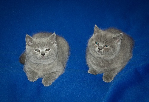 a mischievous little gray kitten next to another mischievous kitten