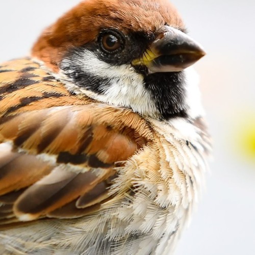 tokyo-sparrows: ぼくらのコトバ、おしえよっか？ . #スズメ写真集『あした、どこかで。』シリーズ１、２ 詳しくは→ alive-cr.com または、ネットで検