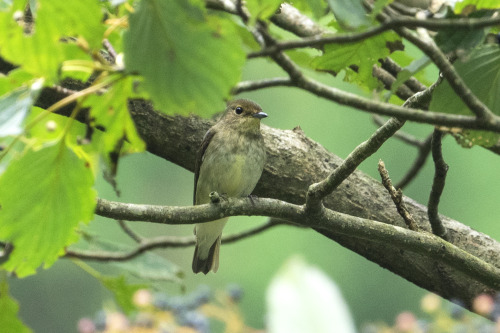 オオルリ（Blue-and-white Flycatcher）