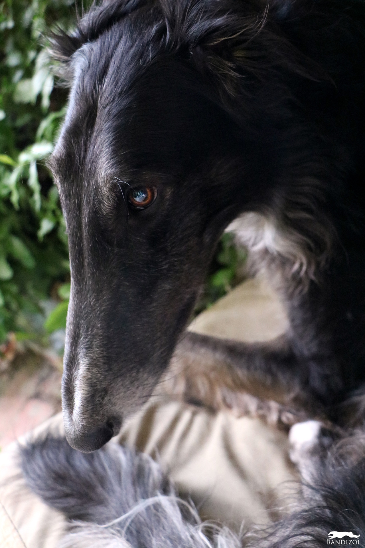 bandizoi:  Bandit June 9, 2016 / borzoi 