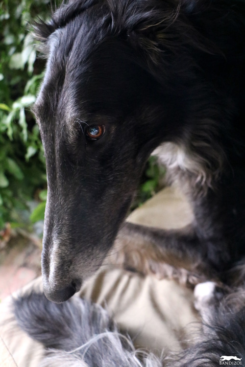 bandizoi:  Bandit June 9, 2016 / borzoi 