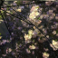 floxtingdrm