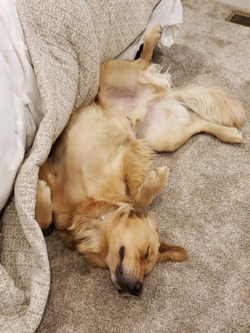 golden-retriever-overload