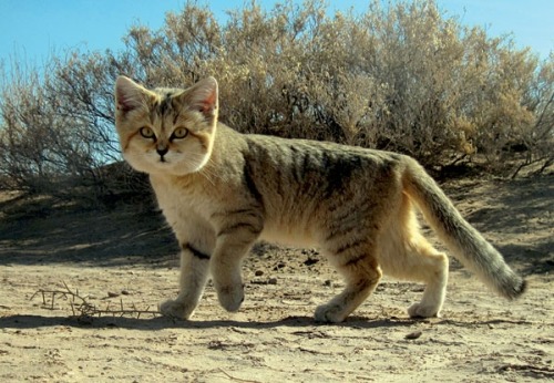 sixpenceee:  Sand CatA small, fierce predator, the sand cat is roughly the size of a domestic  cat, weighing up to 7 pounds. The species has a pale coat with dark  stripes on the tail and legs. Long hairs extending from the ears protect  the animal’s