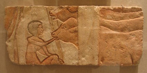 Ouch?This unusual Egyptian limestone relief dates to the Amarna period, about 1352-1336 BC. While it