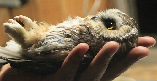 XXX Owl photo