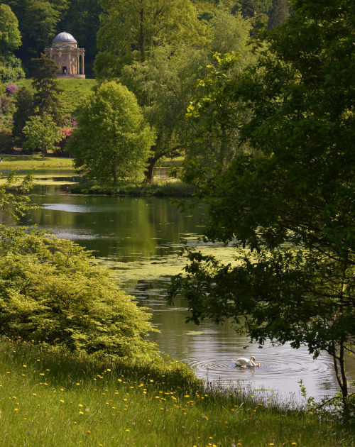 outdoormagic:Swan and cygnets at Stourhead lake by chris@durham