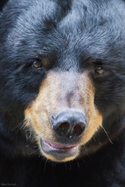 llbwwb:   Black Bear Face (by Mark Dumont) 