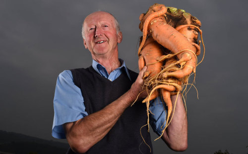 shmurdapunk:  hikergirl:  Peter Glazebrook is out of control.  Colossal carrot - 2014 (Picture: Nigel Roddis/REX (via Pictures of the day: 12 September 2014 - Telegraph)) Giant onion - 2011 (September 15, 2011 - Source: Christopher Furlong/Getty Images