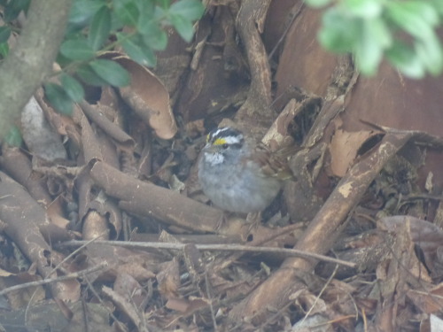 White-throated sparrow (white-striped morph) at the National Arboretum in Washington D.C.