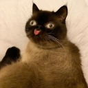 thnksfrthblep avatar