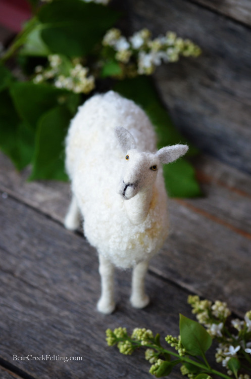 Needle Felted Blue Faced Leicester sheep.  