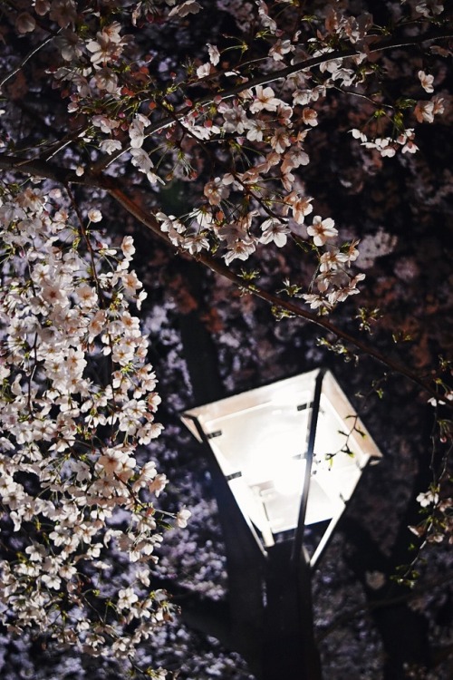 tokyogems: beautiful night view of cherry blossoms at meguro river. 目黒川桜祭り。vlog