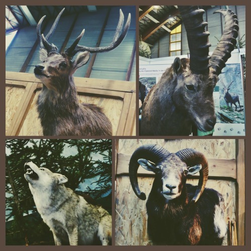 ghoulshavemorefun:  Stag, ibex, wolf, mouflon.