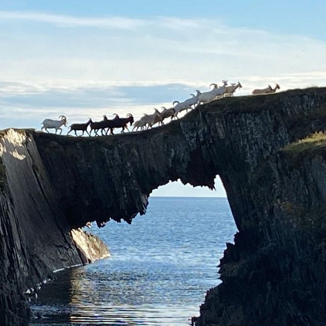 tranceberry:Goats crossing over a sea-arch on a tiny island in Roaring Water Bay, South-West Ireland. Image: Beth Cradick Found by @a-softer-side 