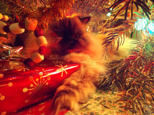 himalayancuties:Claus has found a spot between presents that he’s fond of squeezing into, and Lavie 