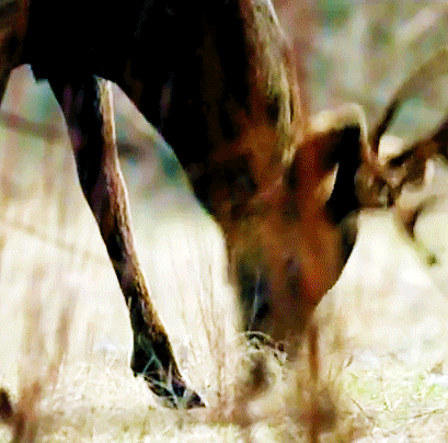 bellamyblaake:the 100 parallels 4/?
