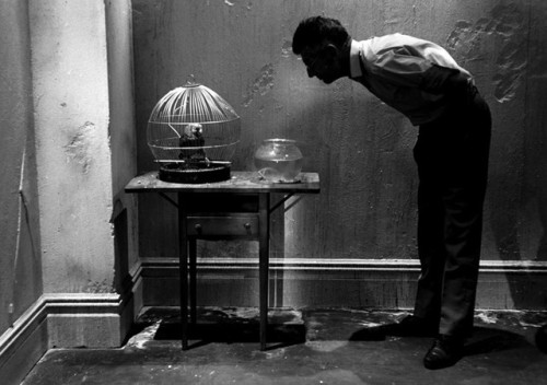  Remembering Samuel Beckett Looking at Parrot, New York, 1964“You’re on earth. There&rsq
