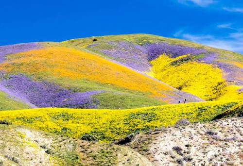 From Drought to Super BloomVarious deserts throughout California have been bursting with wildflowers