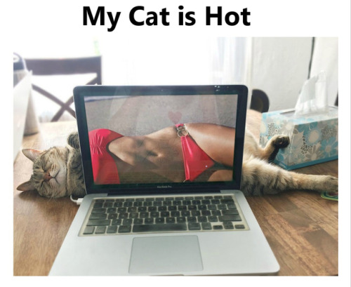  This is a damn #sexy #cat!https://goo.gl/k7UiH4 
