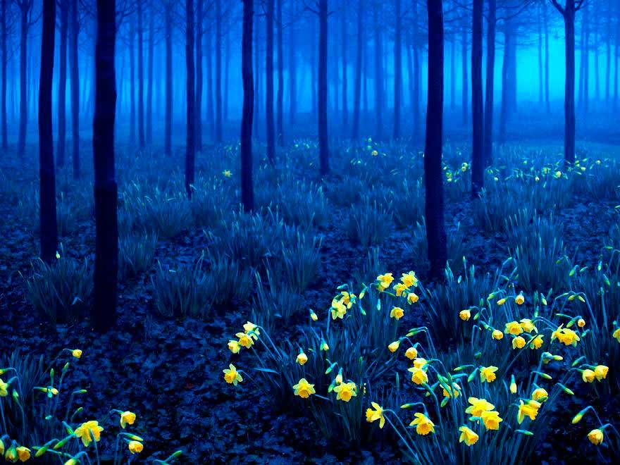 fotos-de-todo:  Bosque Negro, Alemania