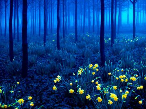 fotos-de-todo:  Bosque Negro, Alemania