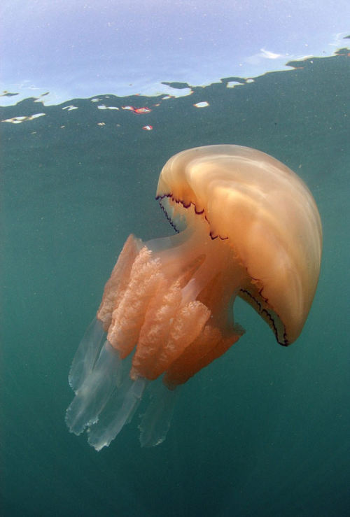 mymodernmet:  Photographer Steve Trewhella spotted thousands of giant Barrel Jellyfish appearing in swarms off the coast of Britain.