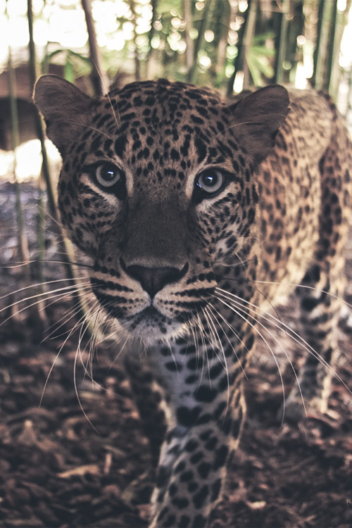 billionaired: Big Cat by Egon Philipp