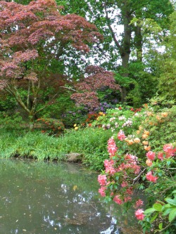 vwcampervan-aldridge:  Pond with Azaleas