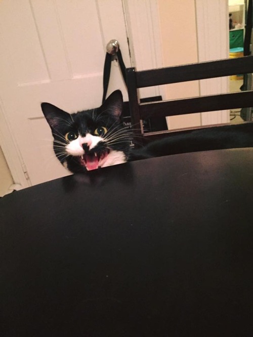 catsbeaversandducks: “Is it dinner time yet? Is it dinner time yet? Is it dinner tim