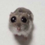 vertebelle