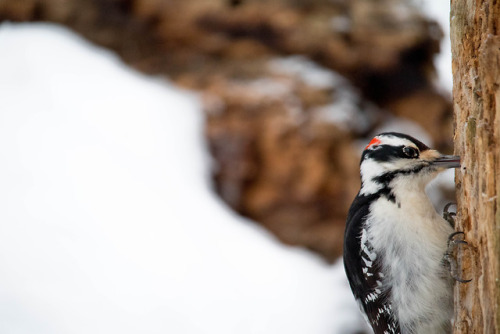 winter birds