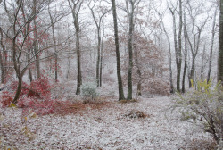 iseultsdream:  First snow today, Tues Nov
