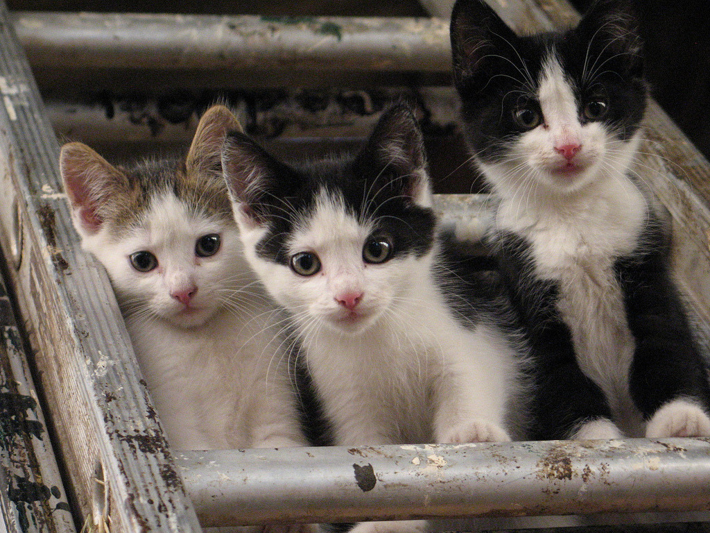 mostlycatsmostly:  farm kittens (by gracelicious’ pics) 