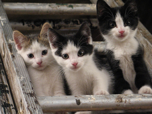 farm kittens (by gracelicious&rsquo; pics)