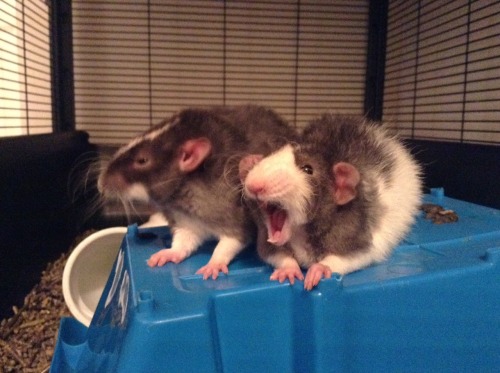 lovely-little-rats:  Rat yawns are contagious apparently. ;)  -I love it because they just look like they’re angrily yelling-