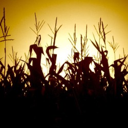 neko-philiac:  ( — w — ) #sunset #cornfield