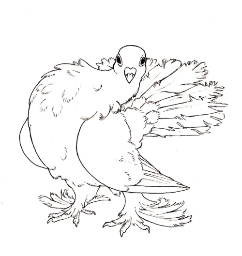 carassiusanis: I’ll try to draw pigeons all month, join me, it’s never too late to draw 