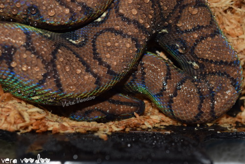 glitternoodle:Nótt; Brazilian Rainbow Boa glitter noodle. *:･ﾟ✧