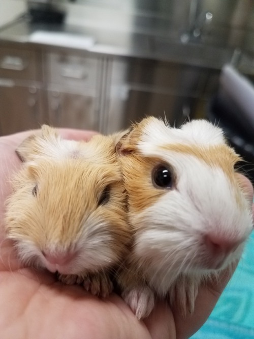 talesfromtreatment: talesfromtreatment: fact: day old guinea pigs are 90% head. Fact: my job is some
