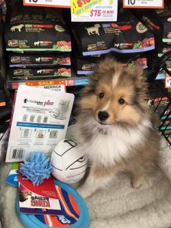 awwww-cute:  I run a pet store, and this