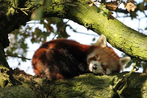 bears-addict:  Sleeping Red Panda! Picture of Tashi, one of Whipsnade Zoo’s Red Pandas from my last visit.
