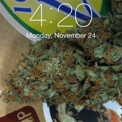 weedporndaily:  Happy 4:20 #happy420 #stayregular