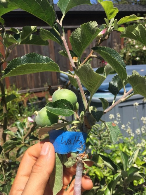 Happy with the grafting success this season: on the peach 3 out of 4 grafts took and on the apples e