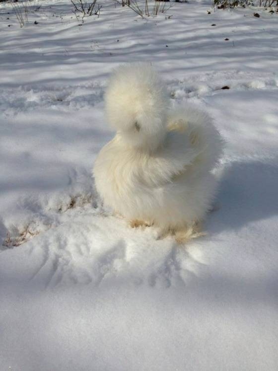 pouncingpanda:  end0skeletal:  In case you’re having a bad day, meet Roo, the two-legged